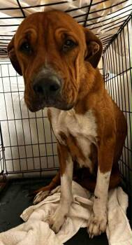 Rescue Pit Bull Terrier Dogs for Adoption in Evansville, Indiana - Peony | PetCurious