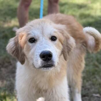 Golden Freddy -  Golden Retriever and Great Pyrenees Dog for Adoption in Locust Fork, Alabama - Golden Freddy | PetCurious