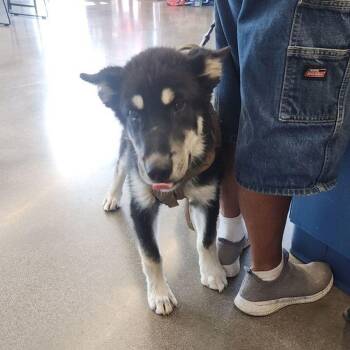 Husky Dogs Available for Adoption in Kingman, Arizona - Kodack | PetCurious