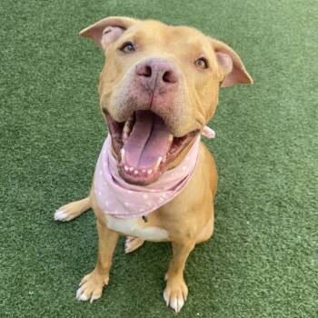 Rescue Pit Bull Terrier Dogs for Adoption in Los Angeles, California - Miss Rachel | PetCurious