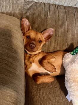 Chihuahua Dogs Available for Adoption - Benni | PetCurious