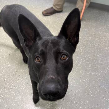 Edward -  Belgian Shepherd Malinois and German Shepherd Dog Dog for Adoption in Bardstown, Kentucky - Edward | PetCurious