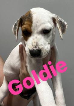 Rescue Mixed Breed Dogs for Adoption in Algonquin, Illinois - Goldie | PetCurious