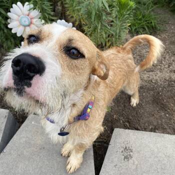 Captain Walnut -  Mixed Breed Dog for Adoption in Fletcher, North Carolina - Captain Walnut | PetCurious