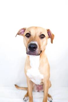 Sierra -  Pit Bull Terrier Dog for Adoption in Bixby, Oklahoma - Sierra | PetCurious