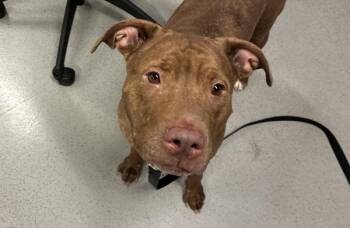 Cookie Butter -  Mixed Breed Dog for Adoption - Cookie Butter | PetCurious