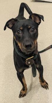 Rescue Miniature Pinscher and Mixed Breed Dogs for Adoption in Honolulu, Hawaii - 59822648 | PetCurious