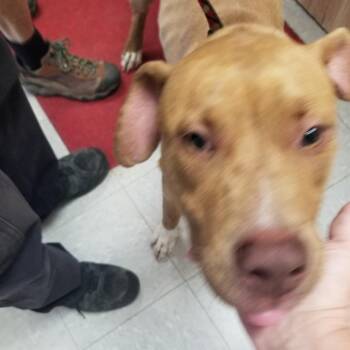 Scrappy -  American Staffordshire Terrier Dog for Adoption in Taos, New Mexico - Scrappy | PetCurious