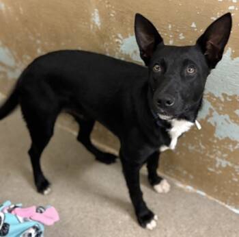 Rescue Australian Kelpie and Mixed Breed Dogs for Adoption in Madera, California - Kai | PetCurious