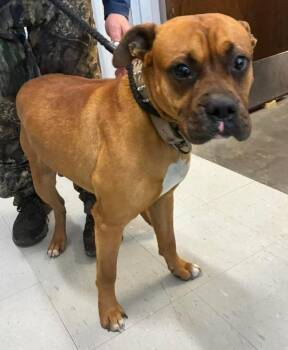 Boxer Dogs Available for Adoption - Brutus | PetCurious