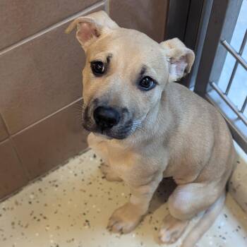 Acadia -  Mixed Breed Dog for Adoption in Fenton, Michigan - Acadia | PetCurious