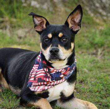 Chase -  Manchester Terrier Dog for Adoption in Boston, Massachusetts - Chase | PetCurious