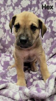 Rescue Shepherd Dogs for Adoption in Saint Clairsville, Ohio - Hex | PetCurious