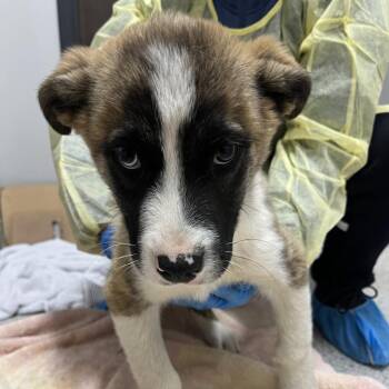 Mixed Breed Dogs Available for Adoption - Humphrey | PetCurious