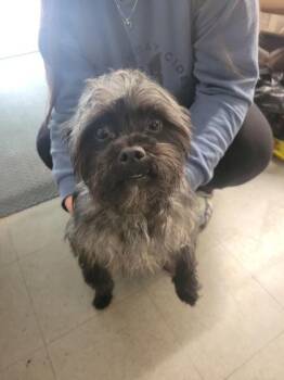 Toto -  Mixed Breed Dog for Adoption in Hobart, Indiana - Toto | PetCurious