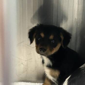 Mixed Breed Dogs Available for Adoption - Badger | PetCurious
