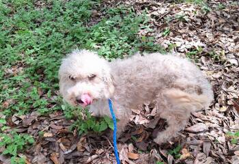 Matias BL14535-T -  Poodle Dog for Adoption in Missouri City, Texas - Matias BL14535-T | PetCurious