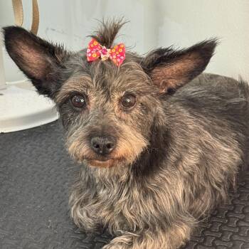 Tippy -  Terrier Dog for Adoption in Meherrin, Virginia - Tippy | PetCurious