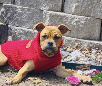Boxer Dogs Available for Adoption in Colorado Springs, Colorado - Harold | PetCurious