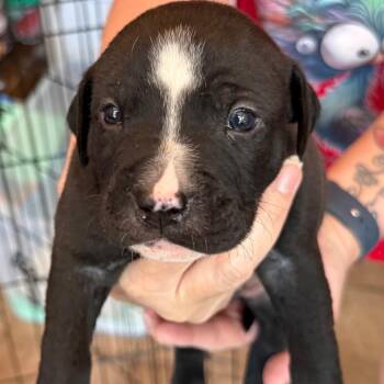 Daisy Pup 4 -  Retriever Dog for Adoption in Enterprise, Alabama - Daisy Pup 4 | PetCurious