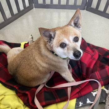 Kharma -  Chihuahua and Shiba Inu Dog for Adoption in Wilmington, Delaware - Kharma | PetCurious