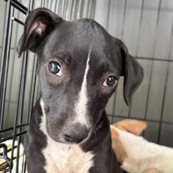 Full Throttle -  Mixed Breed Dog for Adoption in Milton, Florida - Full Throttle | PetCurious