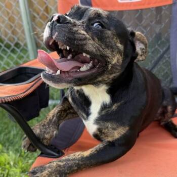 Tangie -  English Bulldog and Mixed Breed Dog for Adoption in Dayton, Ohio - Tangie | PetCurious