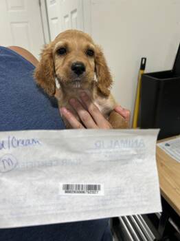 Shayne Topp -  Cavapoo Dog for Adoption in Blue Springs, Missouri - Shayne Topp | PetCurious