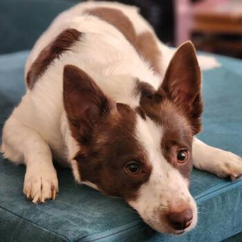 Pomeranian and Cattle Dog Dogs Available for Adoption - Tippi | PetCurious