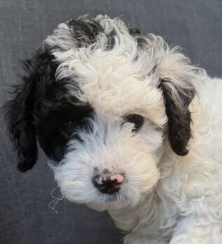 Sally -  Shih Tzu and Poodle Dog for Adoption in Oakland Park, Florida - Sally | PetCurious