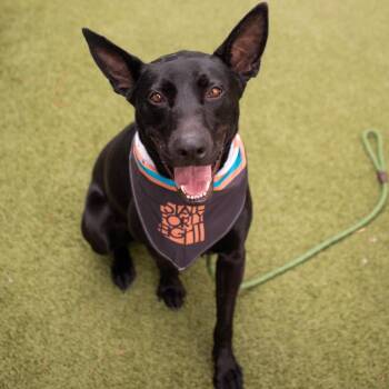 Trigger -  Belgian Shepherd Malinois and Shepherd Dog for Adoption in Apache Junction, Arizona - Trigger | PetCurious