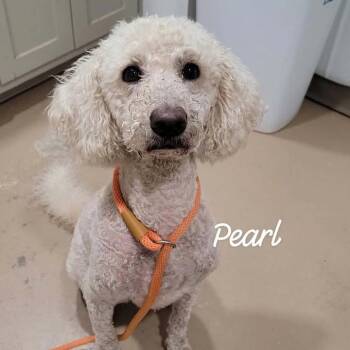Pearl -  Standard Poodle Dog for Adoption in Buchanan Dam, Texas - Pearl | PetCurious
