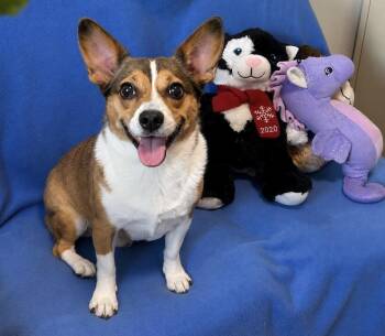 Mr Wiggles -  Cardigan Welsh Corgi Dog for Adoption in Cedartown, Georgia - Mr Wiggles | PetCurious
