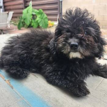 Trinity -  Poodle and Mixed Breed Dog for Adoption in Apple Valley, California - Trinity | PetCurious