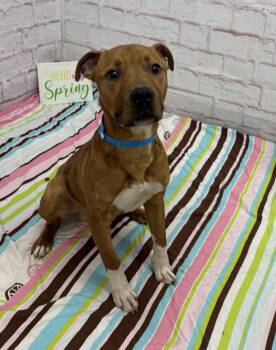 Mixed Breed Dogs Available for Adoption in Detroit, Michigan - Knead Love | PetCurious