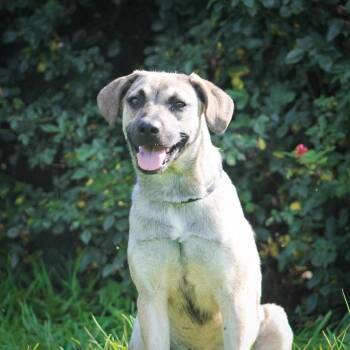 Snickers -  Mixed Breed Dog for Adoption in Groveland, Massachusetts - Snickers | PetCurious