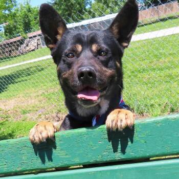 Sam Spade -  German Shepherd Dog and American Bulldog Dog for Adoption in Wadena, Minnesota - Sam Spade | PetCurious