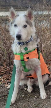 Rescue Husky and Siberian Husky Dogs for Adoption in Oxford, Michigan - Bernard | PetCurious