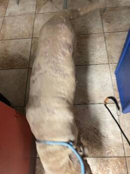 Prince -  Mixed Breed Dog for Adoption in Cincinnati, Ohio - Prince | PetCurious