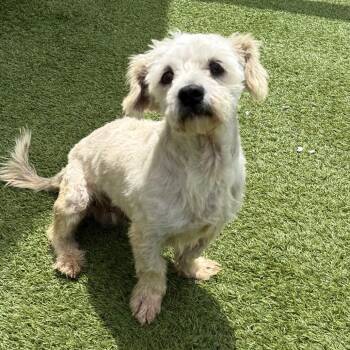 Oscar 0440 -  Terrier Dog for Adoption in Loxahatchee Groves, Florida - Oscar 0440 | PetCurious