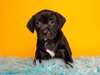 Summer Sips: Hi-C -  Boxer and Pit Bull Terrier Dog for Adoption in Palo Alto, California - Summer Sips: Hi-C | PetCurious