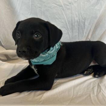 Marcus -  Mixed Breed Dog for Adoption in Canal Winchester, Ohio - Marcus | PetCurious