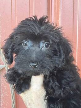Rescue Yorkie Poo Dogs for Adoption in Smithville, Missouri - Poe | PetCurious