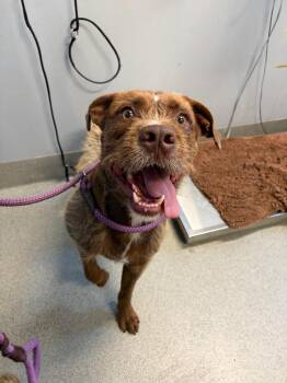 Tucker -  Pit Bull Terrier and Terrier Dog for Adoption in Bloomington, Indiana - Tucker | PetCurious