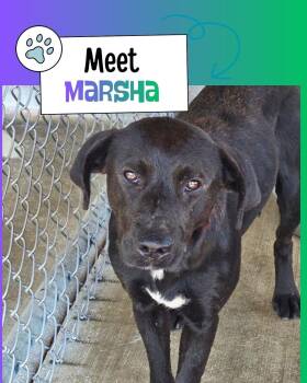 Marsha -  Black Labrador Retriever Dog for Adoption in Sulphur, Kentucky - Marsha | PetCurious