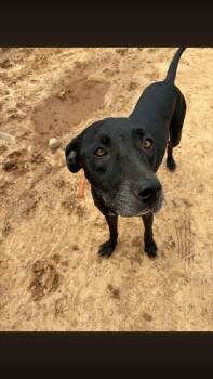Noir -  Black Labrador Retriever Dog for Adoption - Noir | PetCurious