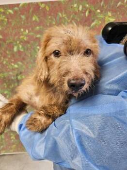 Nougat -  Terrier and Mixed Breed Dog for Adoption in San Antonio, Texas - Nougat | PetCurious