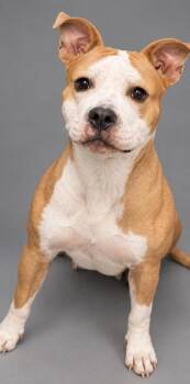 Daze -  Pit Bull Terrier and Mixed Breed Dog for Adoption in Bowling Green, Kentucky - Daze | PetCurious