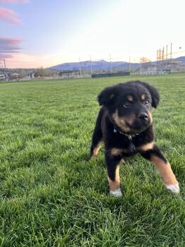 Shepherd and Great Pyrenees Dogs Available for Adoption in Polson, Montana - Seeley | PetCurious