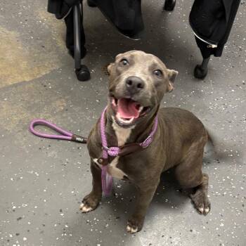 Silver -  Mixed Breed Dog for Adoption in Columbiana, Alabama - Silver | PetCurious